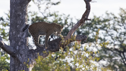 Male leopard standing high in a Maroela tree to look for prey