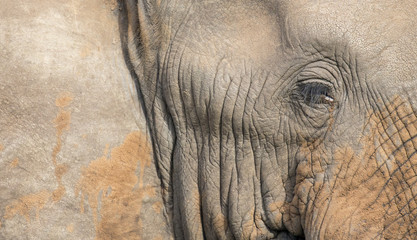 Fototapeta premium Close-up of a dirty elephant ear, eye and nose