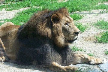 A resting lion  © E-lona