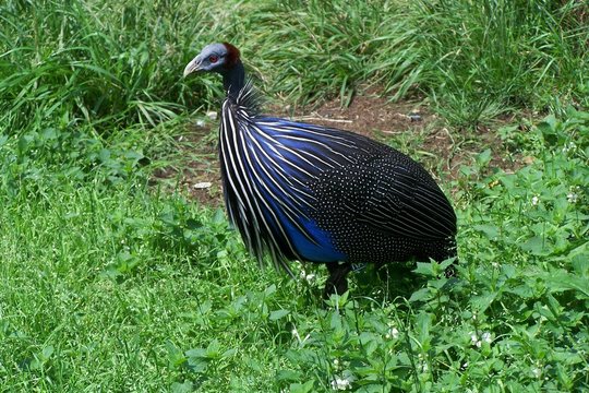 The vulturine guineafowl