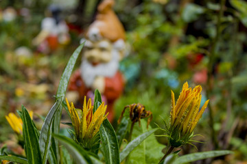 Cute dwarf in the garden