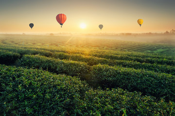 Sunrise tea plantations and colorful balloons floating in the beautiful sky, natural backgrounds.