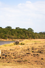 Lonely elephant on shore of Mara River. Kenya, Africa