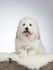 Cute white havanese dog sitting on an antique wooden box. Image taken in a studio with white background.
