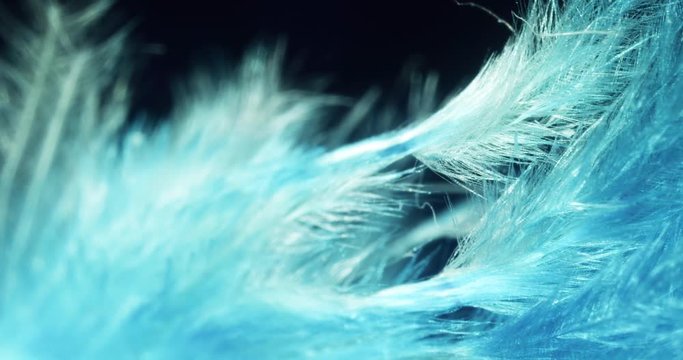 Feather close up  4K video. 
