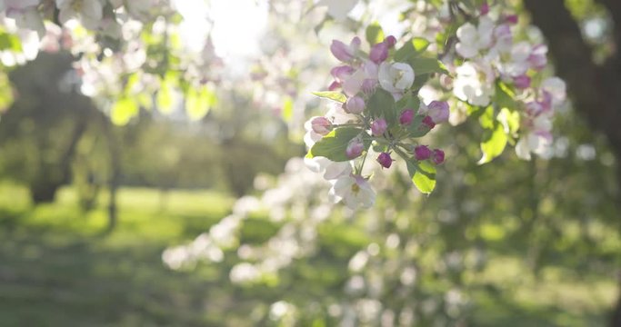 Slow motion handheld shot of blossoming apple tree in a garden