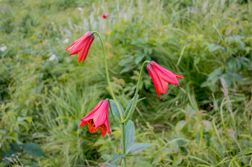 Three Gray's Lilies Horizontal
