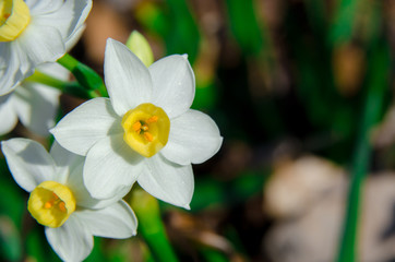 Three Daffodils Landscape