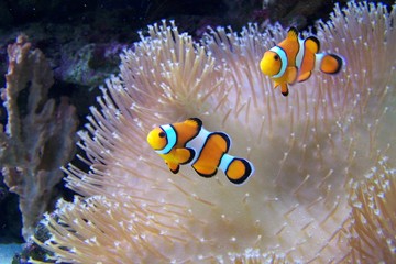 An ocellaris clownfish, nemo