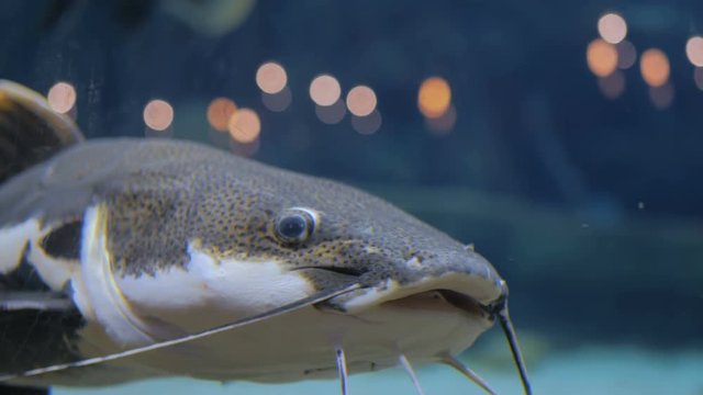 Big catfish. Phractocephalus hemioliopterus. Light bokeh on background
