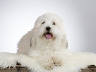 Cute havanese dog portrait. Image taken in a studio with white background. 