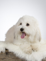 Cute havanese dog portrait. Image taken in a studio with white background. 