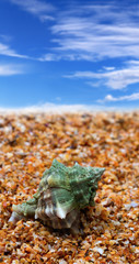 Shell on sand beach