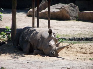 A sleeping grey rhino © E-lona