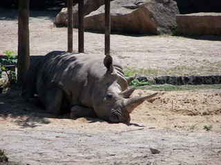 A sleeping grey rhino © E-lona
