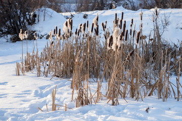 Thickets of dry lake reeds stand in the snow, near the snow-covered shore.
