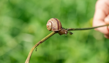 Close-up of snail on the thin branch, green grass background