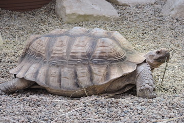 A tortoise, turtle eating grass - obrazy, fototapety, plakaty