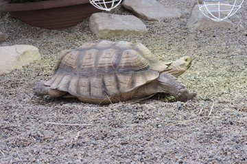 A tortoise, turtle eating grass - obrazy, fototapety, plakaty