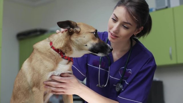 The veterinarian inspects cute dog in veterinary clinic medical business woman love man doctor animal vet pet care examining cute exam health medicine people professional treatment check nurse canine