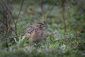 Paddyfield pipit