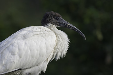 Black-headed ibis portrait