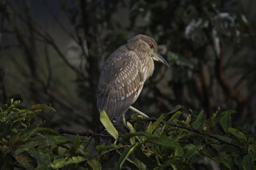 Juvenile Black-crowned night heron