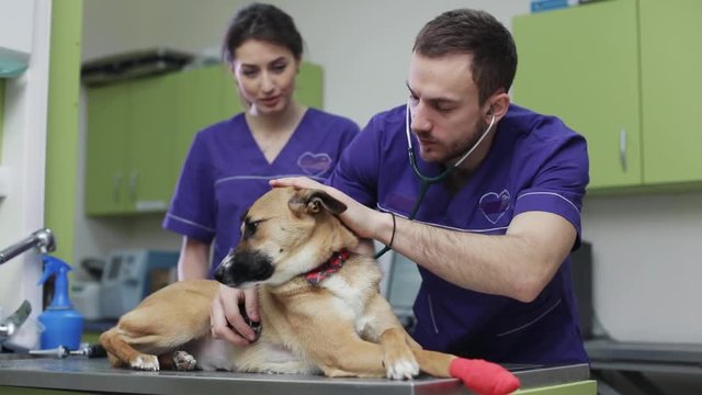 in veterinary clinic vet and his assistant inspects cute dog medical business woman love man doctor animal pet care examining cute exam health medicine people professional treatment check nurse canine