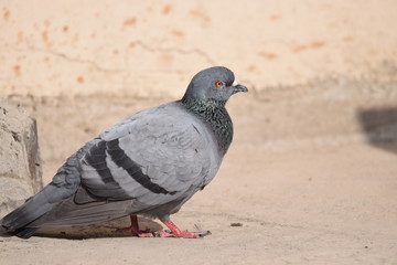 Pigeon relaxing