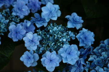 あじさい