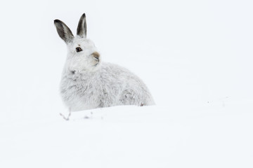 Mountain Hare (Lepus Timidus)  sitting in snow looking to right