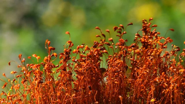 Common brown haircap moss (Polytrichum commune) moving fast after rain, covered with water drops over green, real time looks like time lapse effect, close up