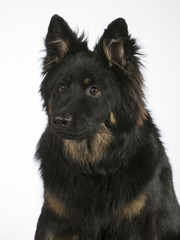 Bohemian shepherd dog portrait. The breed is also known as Czech sheepdog or bohemian herder. Image taken in a studio. 