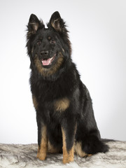 Bohemian shepherd dog portrait. The breed is also known as Czech sheepdog or bohemian herder. Image taken in a studio. 