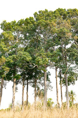 Fototapeta na wymiar group of big and tall green tree isolated on white background ( Dipterocarpus alatus Roxb.ex. G.Don., Dipterocarpaceae )