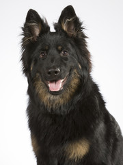 Bohemian shepherd dog portrait. The breed is also known as Czech sheepdog or bohemian herder. Image taken in a studio. 