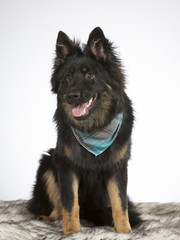 Bohemian shepherd dog portrait. The breed is also known as Czech sheepdog or bohemian herder. Image taken in a studio. 