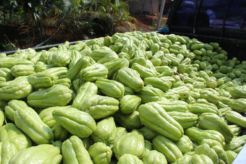 Close up Green chayote squash.
