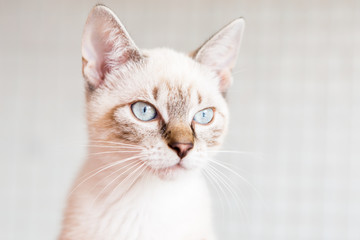 White cat with light blue eyes.