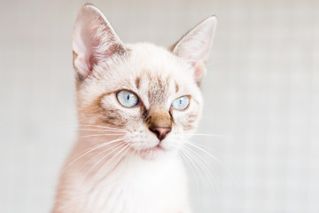 White cat with light blue eyes. © misign