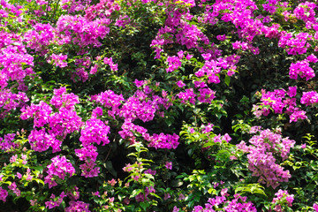 Obraz premium Pink bougainvillea flower as a background (Bougainvillea hybrida., Paper flower)