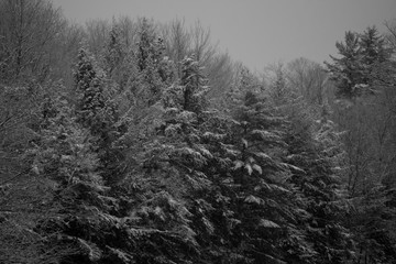Maine Snowy Forest