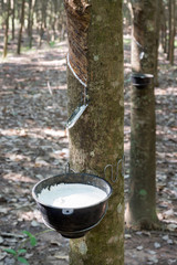 Rubber tree plantation