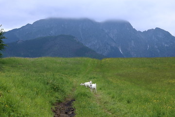 Góra Giewont, polska część Tatr, widok z dołu, zielona łąka, na ścieżce stoją dwie białe kozy, nad Giewontem sciele się gęsta mgła - obrazy, fototapety, plakaty