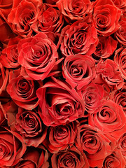 a lot of red Roses background. close up