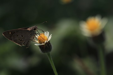 Close up th grey butterfly on white and yellow flower and green background