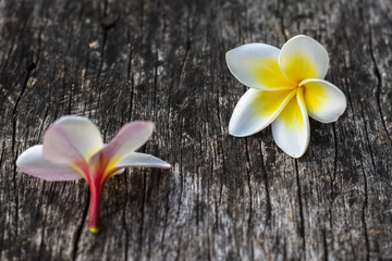 Old wooden table with laos champa flower