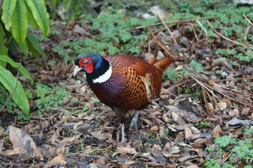 Colorful pheasant