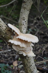 Oyster mushrooms