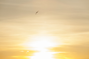 Seagull silhouette above the sea at colorful sunset. Сoncept of harmony and tranquility.